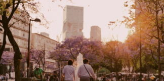 Jacaranda trees in Mexico City